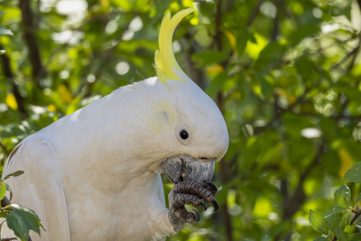 Sulphur-crested Cockatoo - ML646878691
