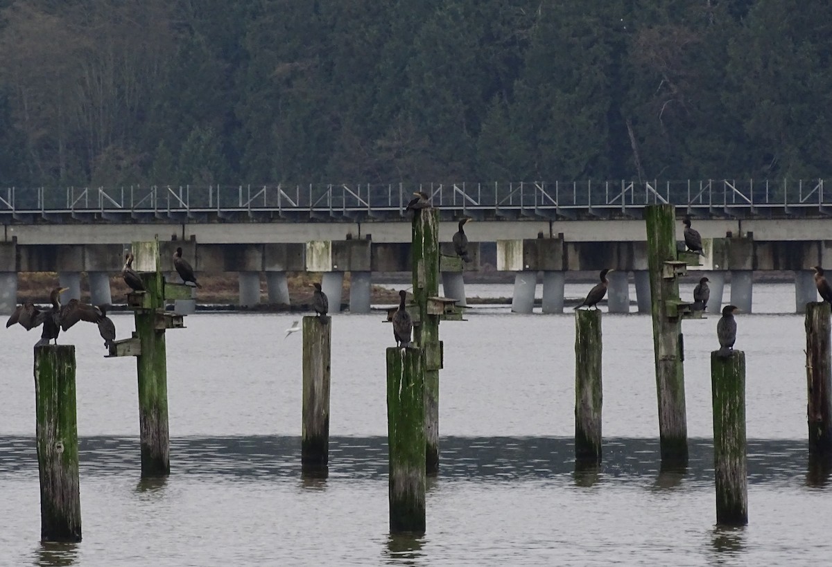 Баклан вухатий - ML646878692