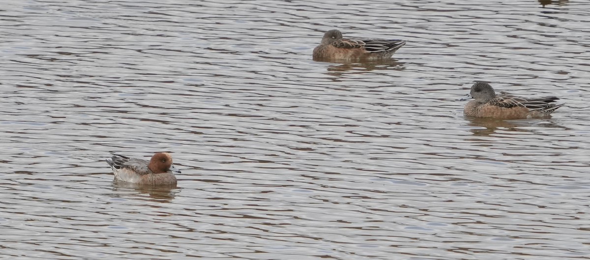 Eurasian Wigeon - ML646878693