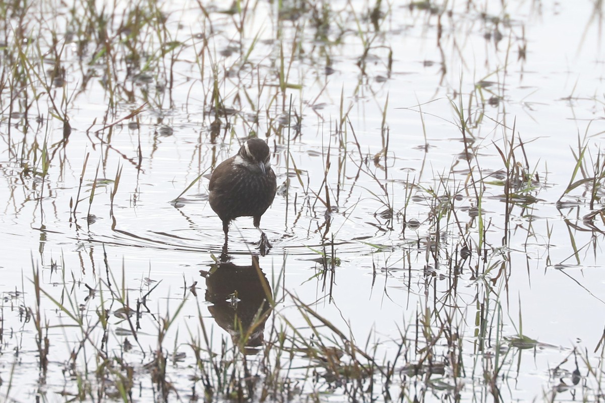 Dark-bellied Cinclodes - ML646878700