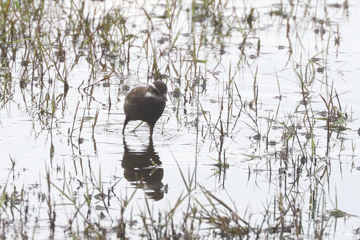 Dark-bellied Cinclodes - ML646878701