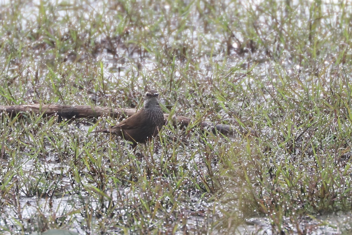 Dark-bellied Cinclodes - ML646878702