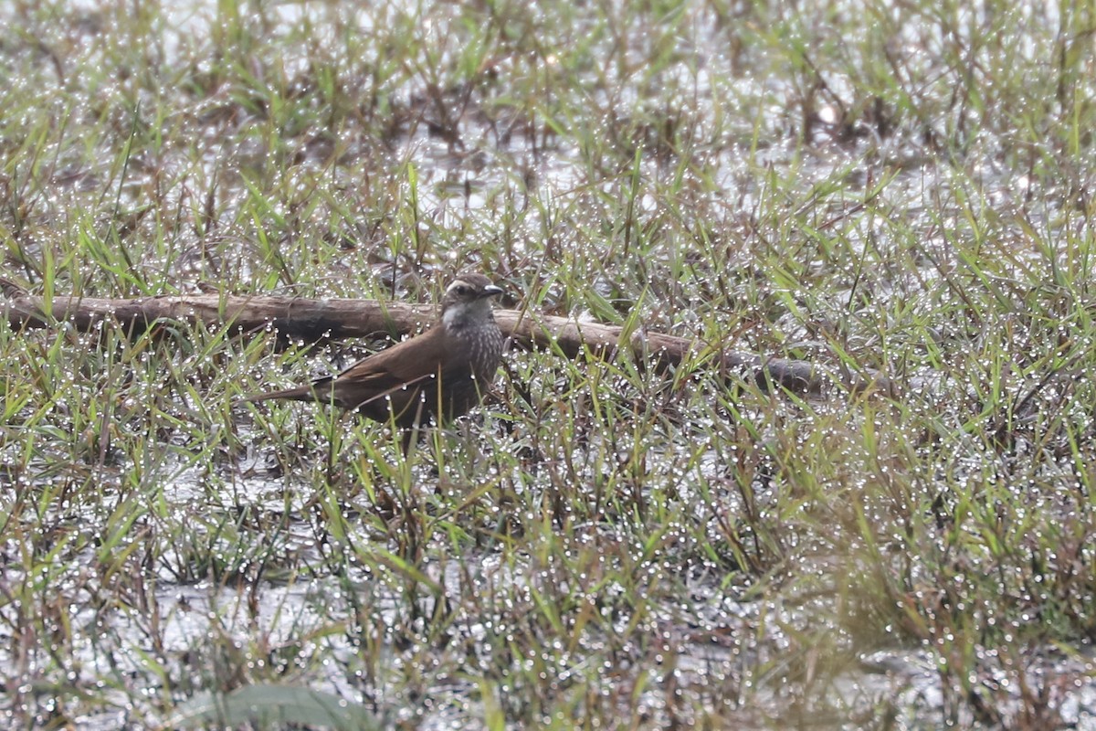 Dark-bellied Cinclodes - ML646878703