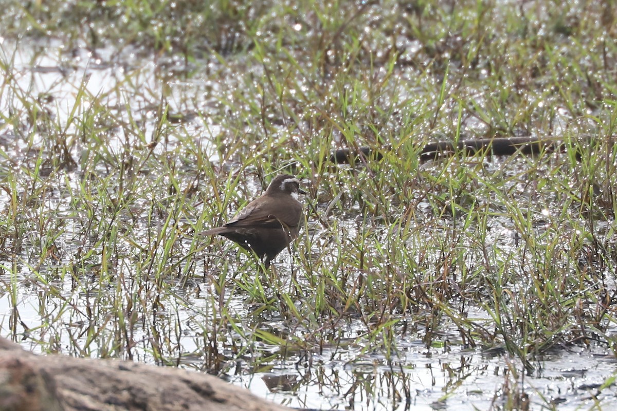 Dark-bellied Cinclodes - ML646878704