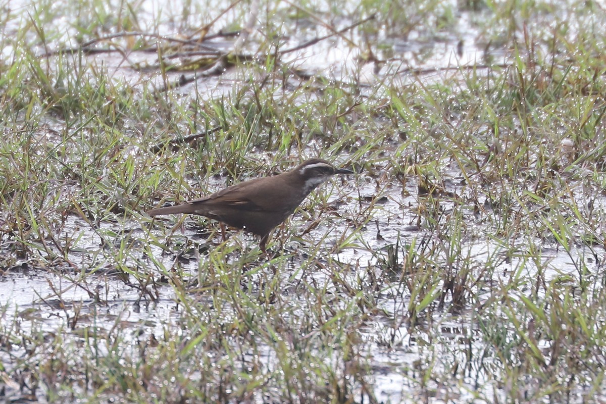 Dark-bellied Cinclodes - ML646878705