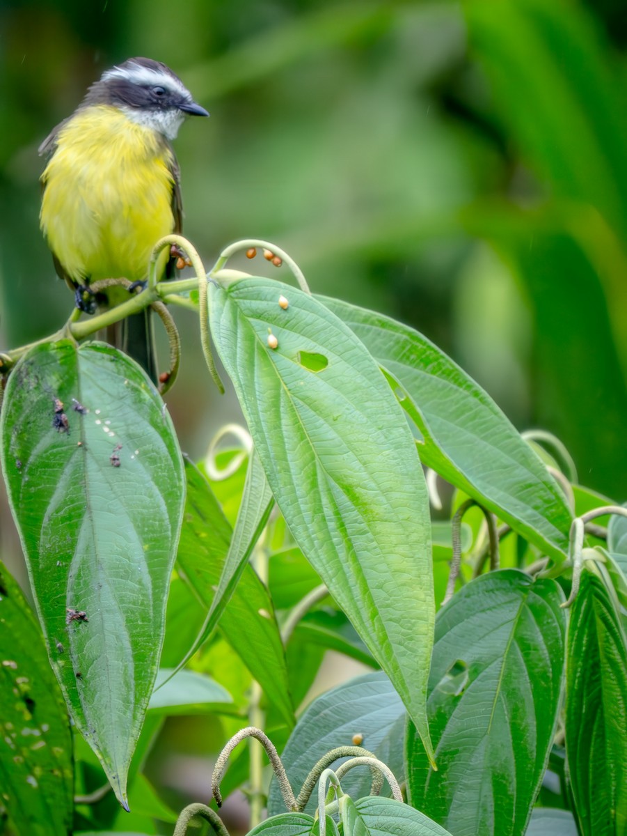 Rusty-margined Flycatcher - ML646878725