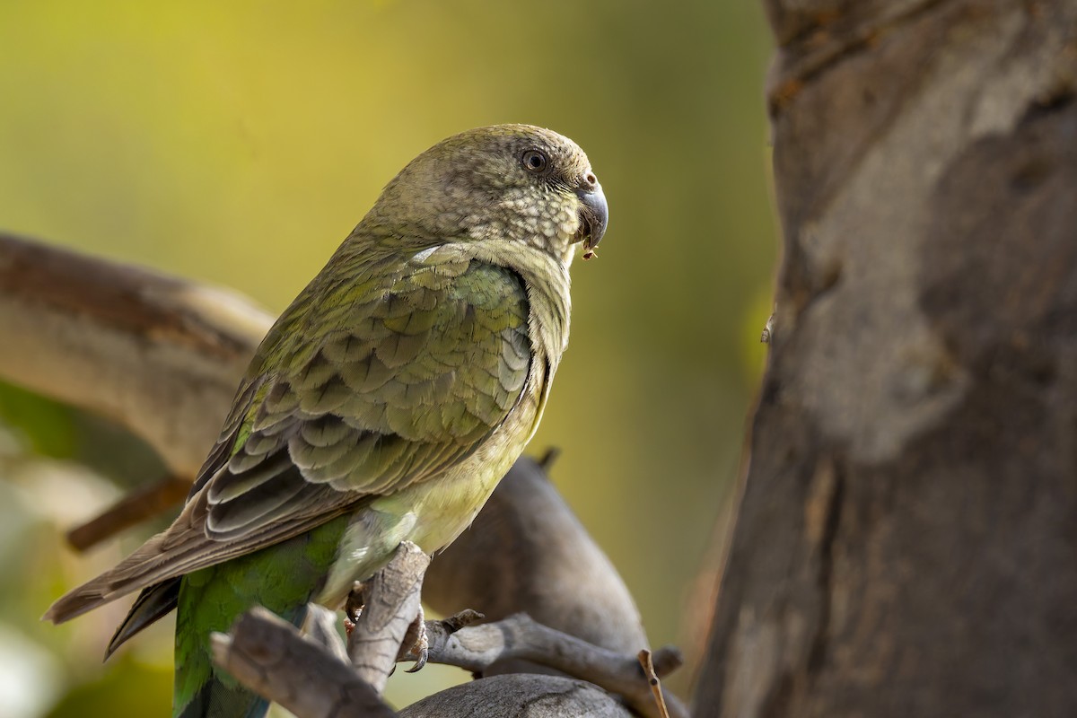 Red-rumped Parrot - ML646878727