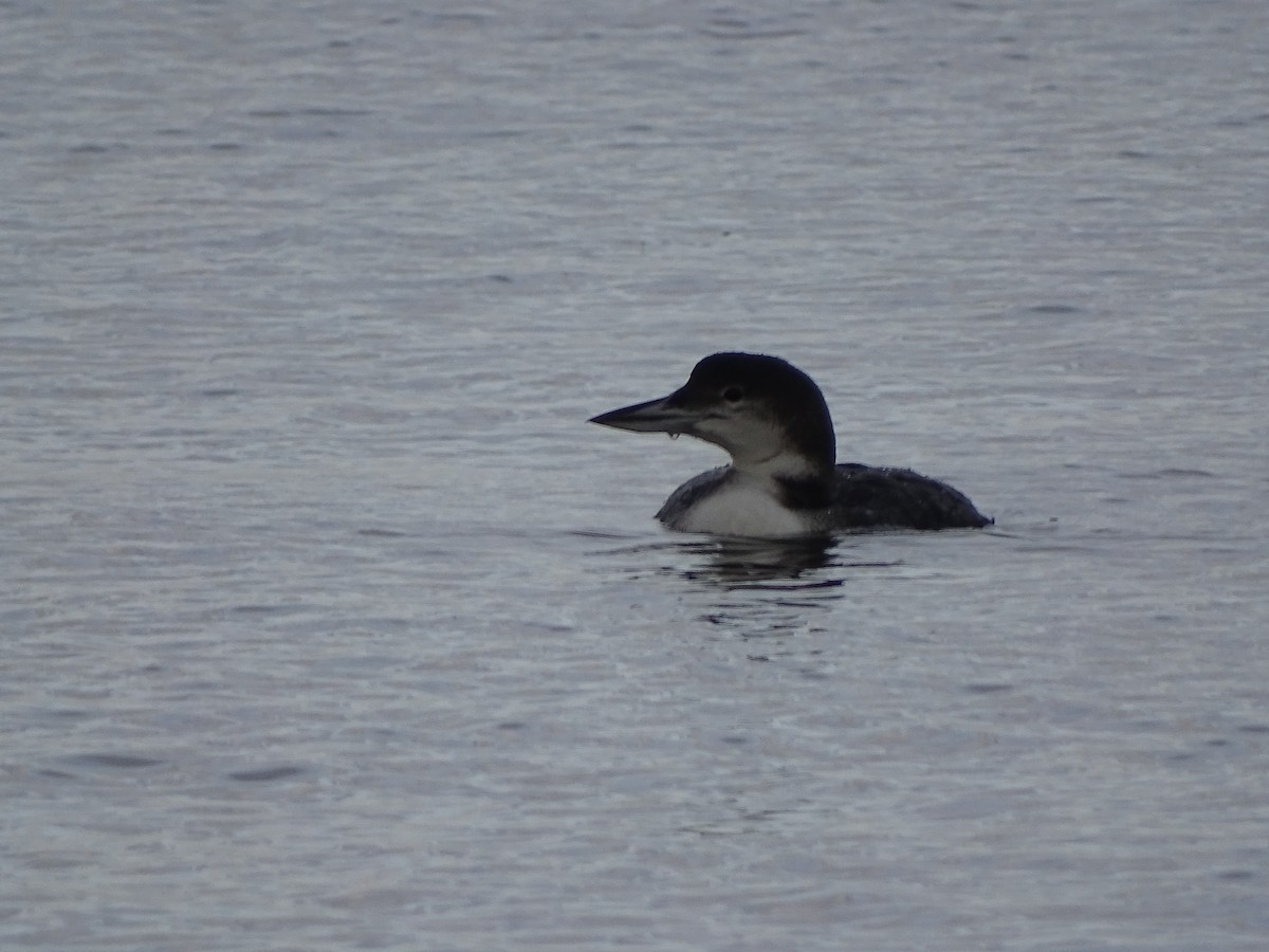 Гагара полярна - ML646878728