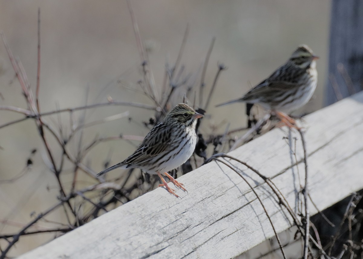 Savannah Serçesi - ML646878730