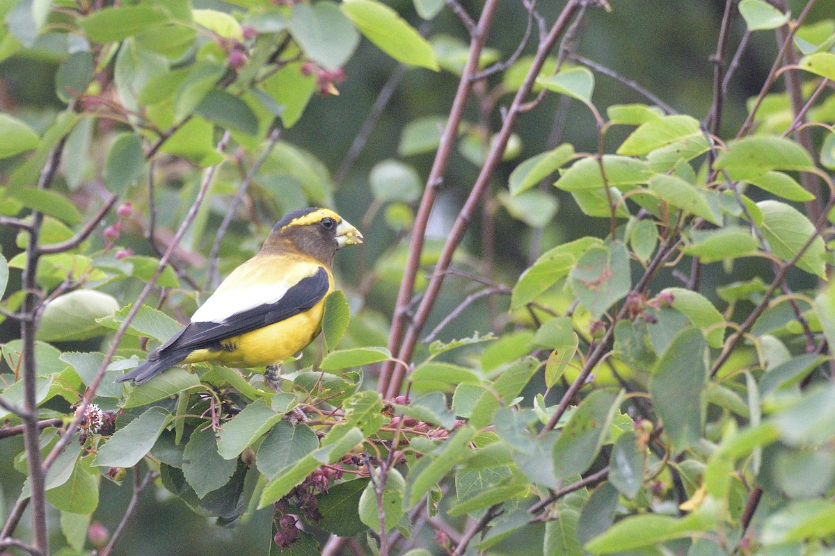 Evening Grosbeak - ML646878733