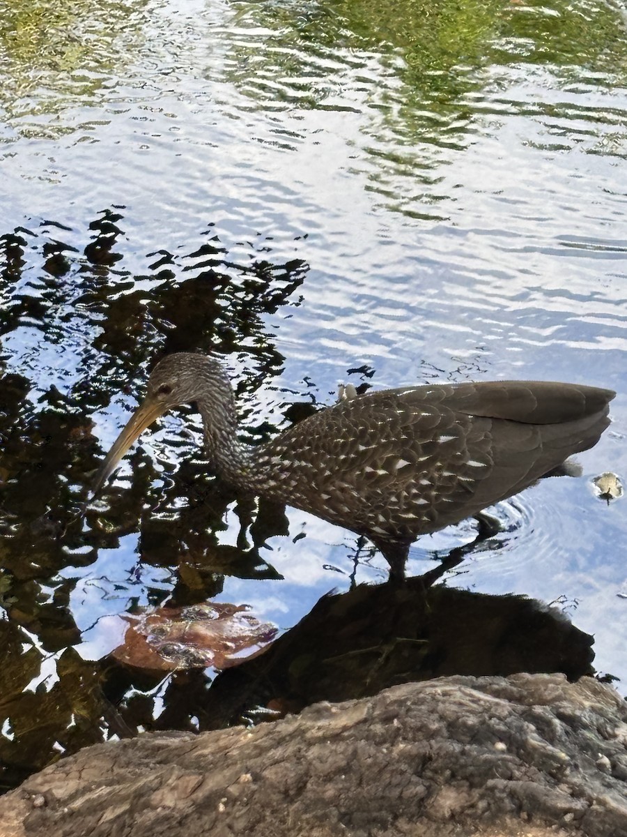 kurlan chřástalovitý - ML646878734