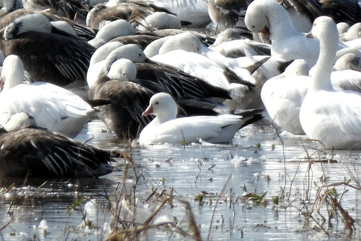 Küçük Kar Kazı - ML646878736