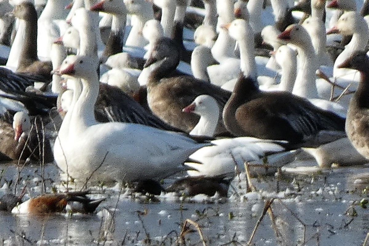 Küçük Kar Kazı - ML646878737