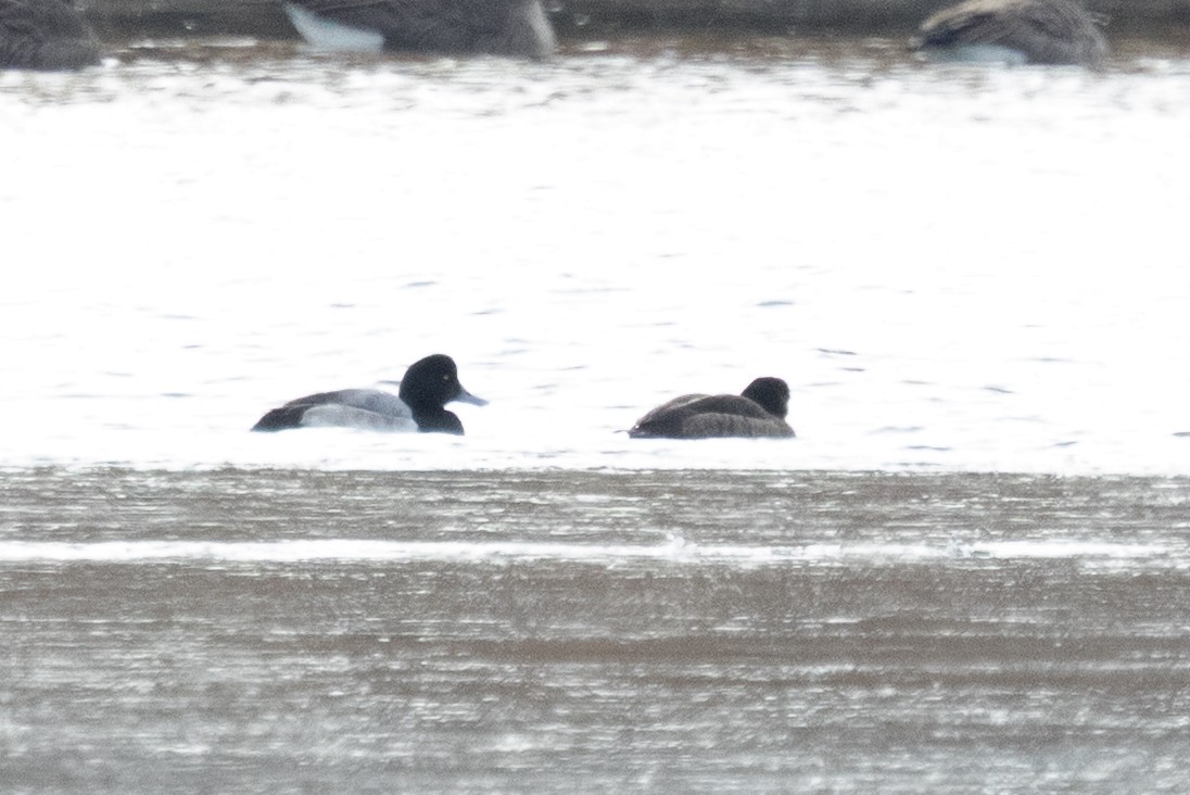 Морская чернеть - ML646878739