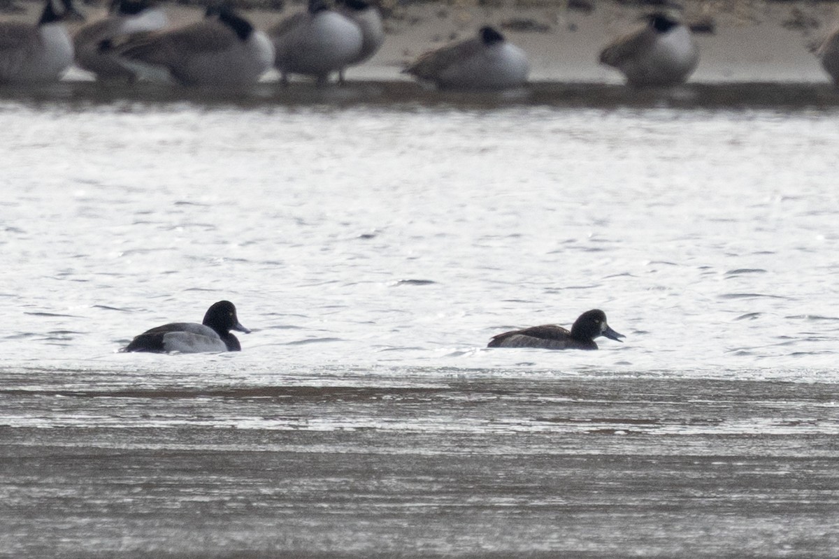 Морская чернеть - ML646878740