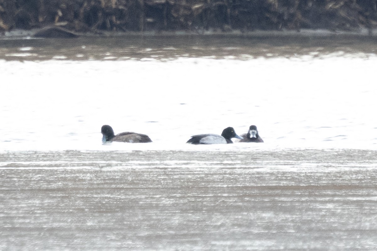 Морская чернеть - ML646878741