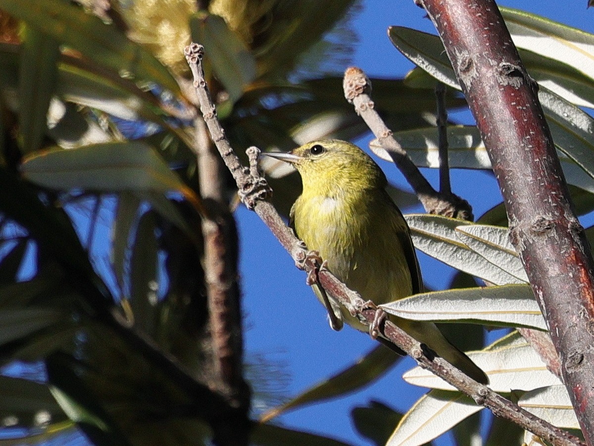 Tennessee Warbler - ML646878746