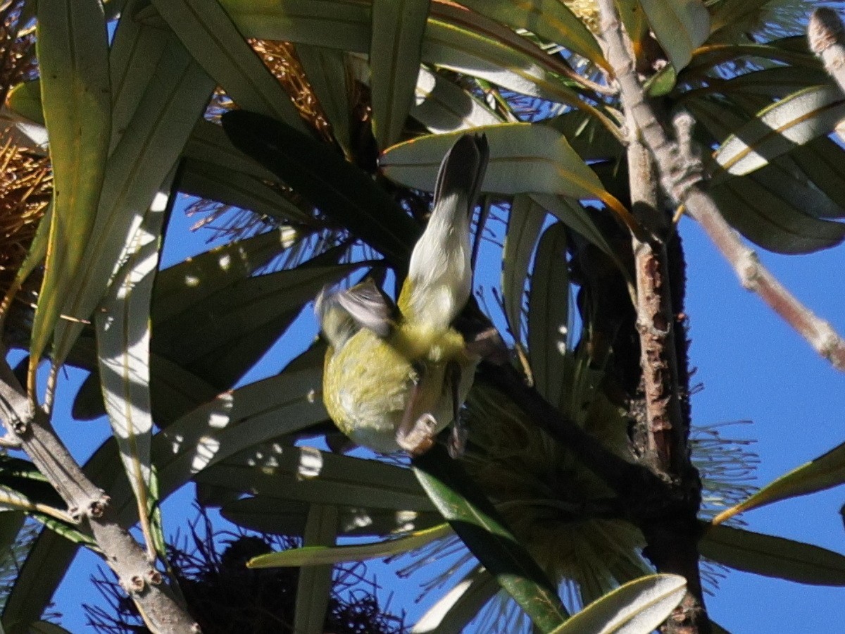 Tennessee Warbler - ML646878747