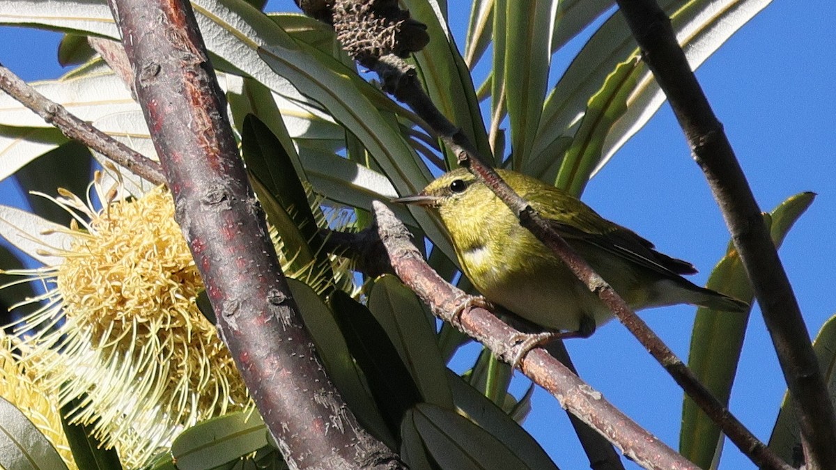 Tennessee Warbler - ML646878748