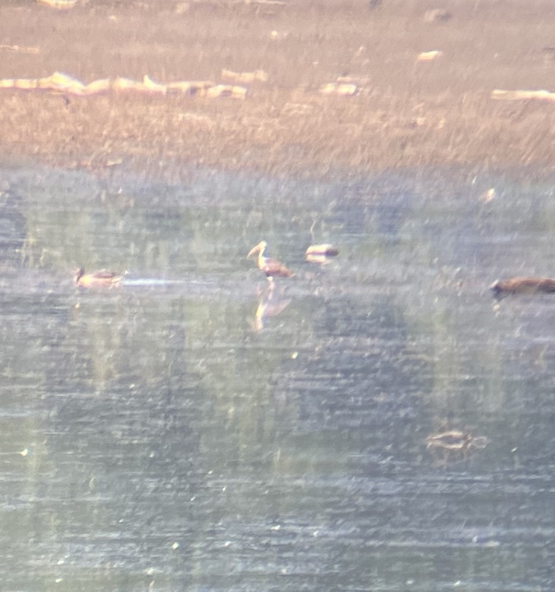 ibis bílý - ML646878751