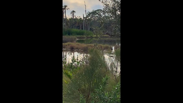 Tricolored Heron - ML646878755