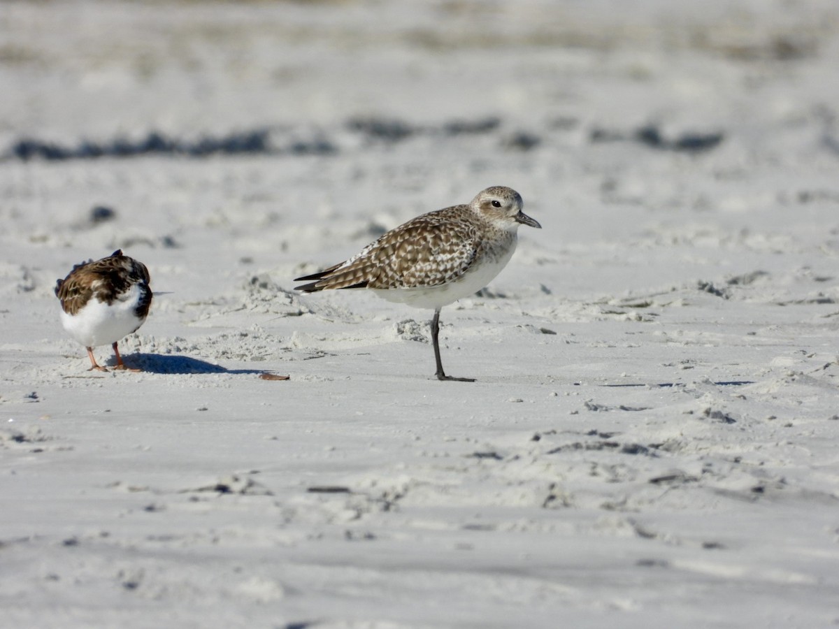 Txirri grisa - ML646878759