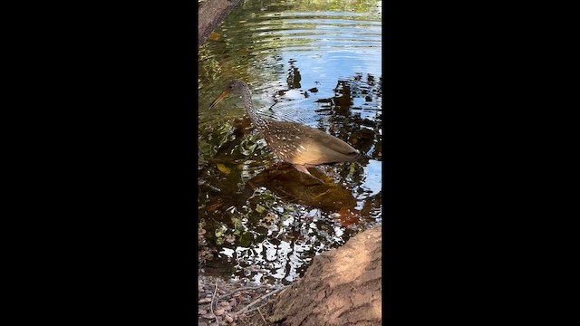 Limpkin - ML646878762