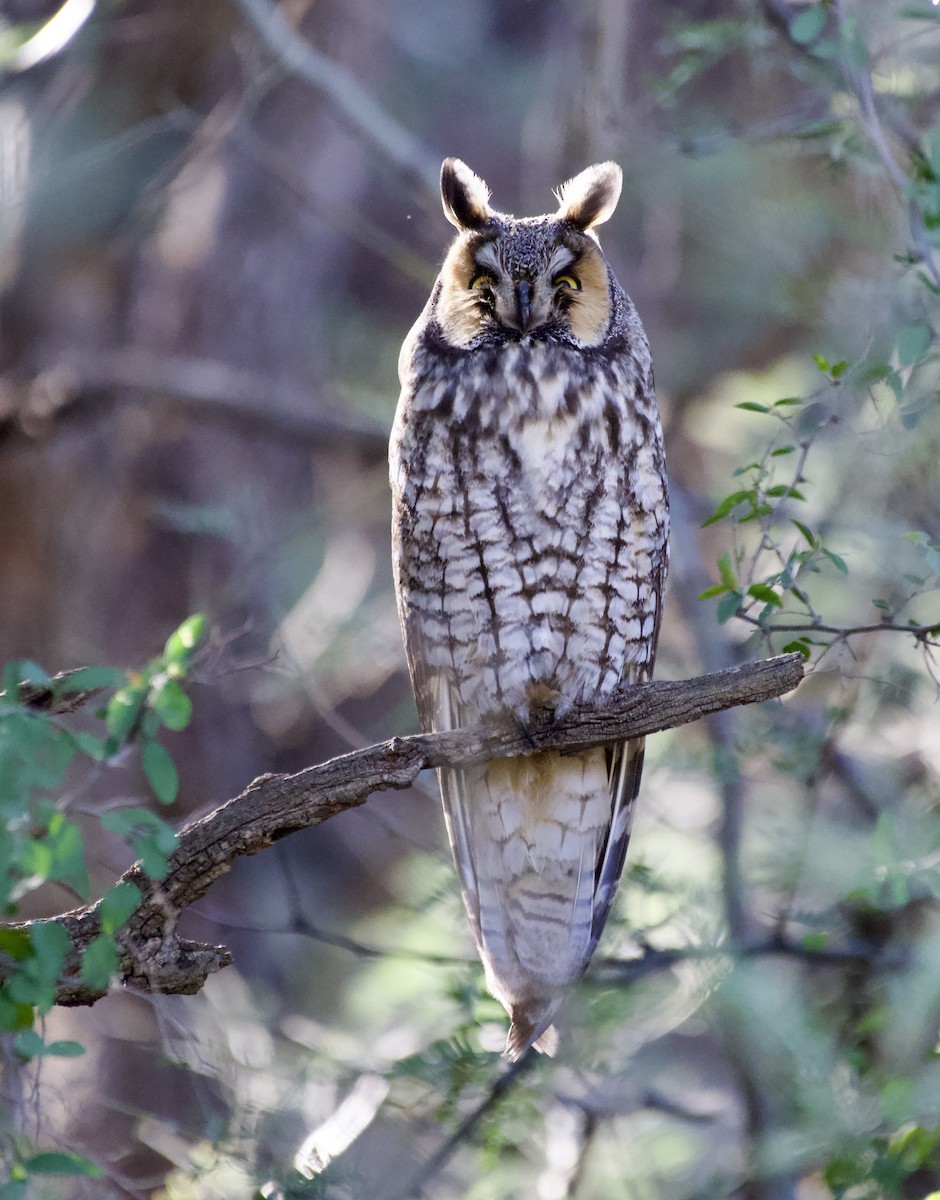 Waldohreule - ML646878763