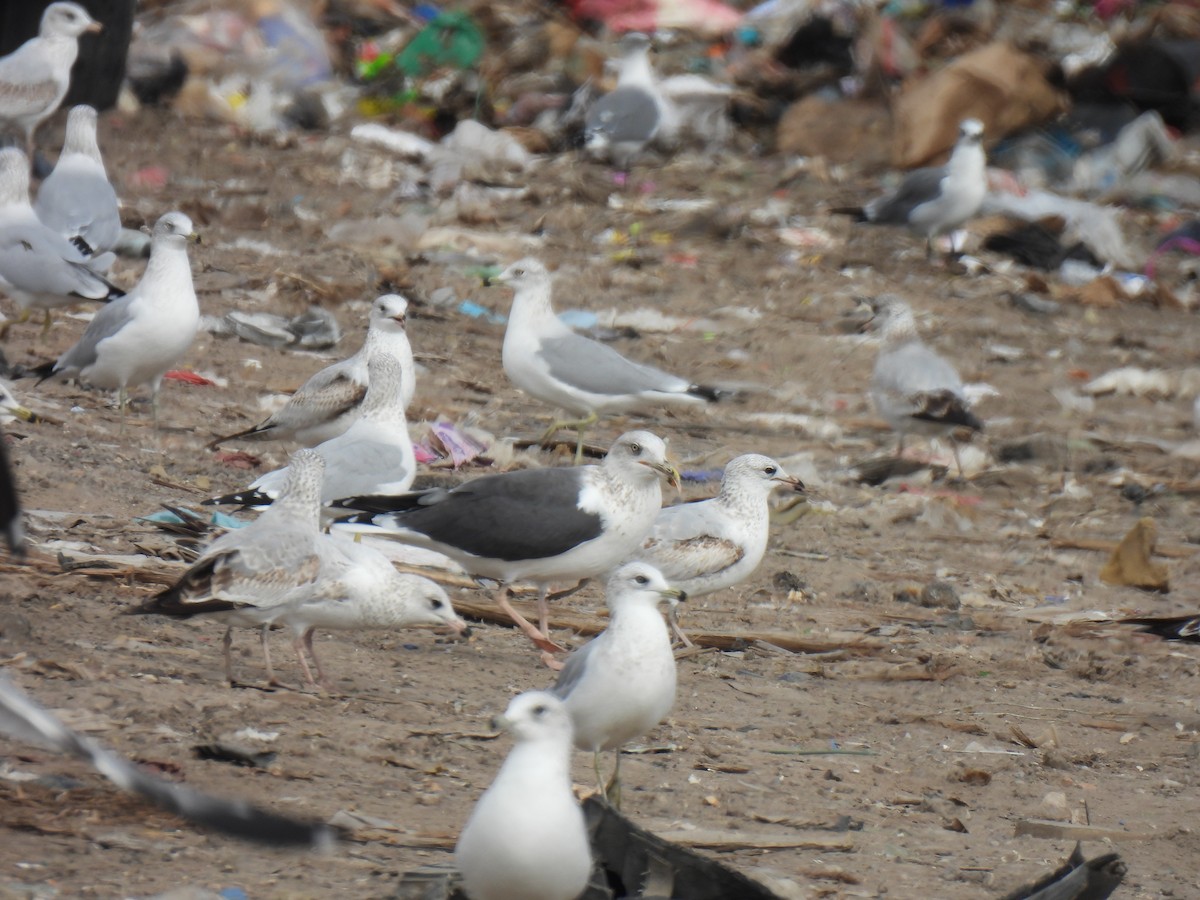 Kaio iluna - ML646878764