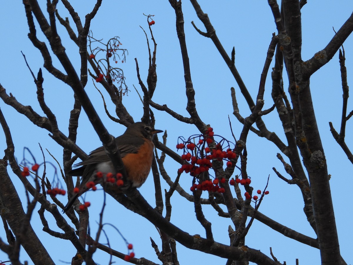 American Robin - ML646878774