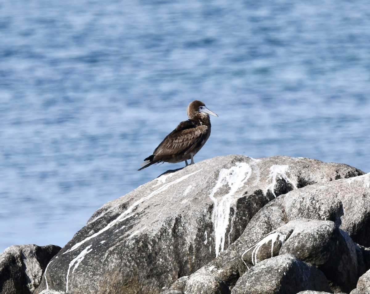 Cocos Booby - ML646878778