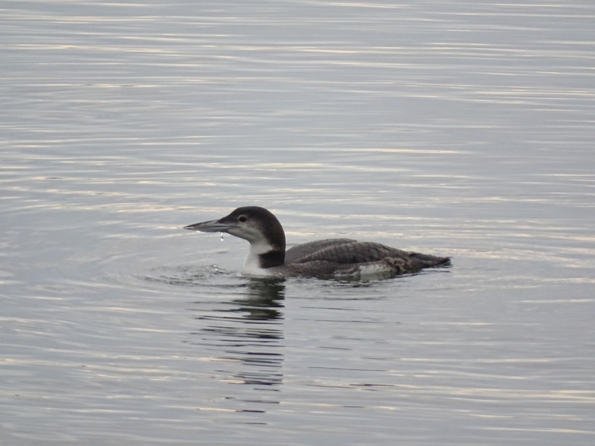 Гагара полярна - ML646878780