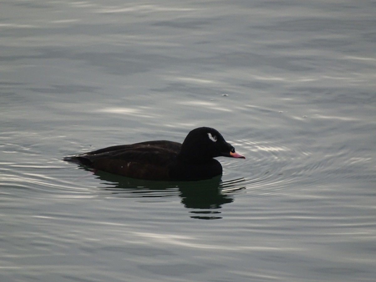 Турпан горбатодзьобий - ML646878782