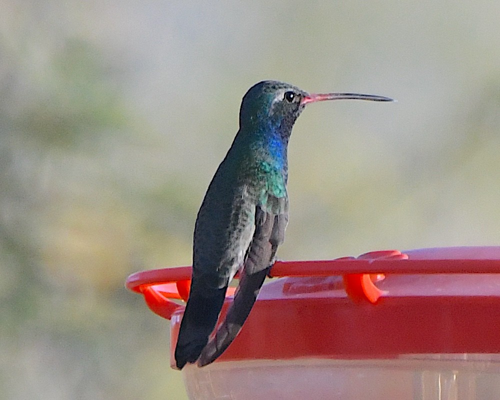 Broad-billed Hummingbird - ML646878783