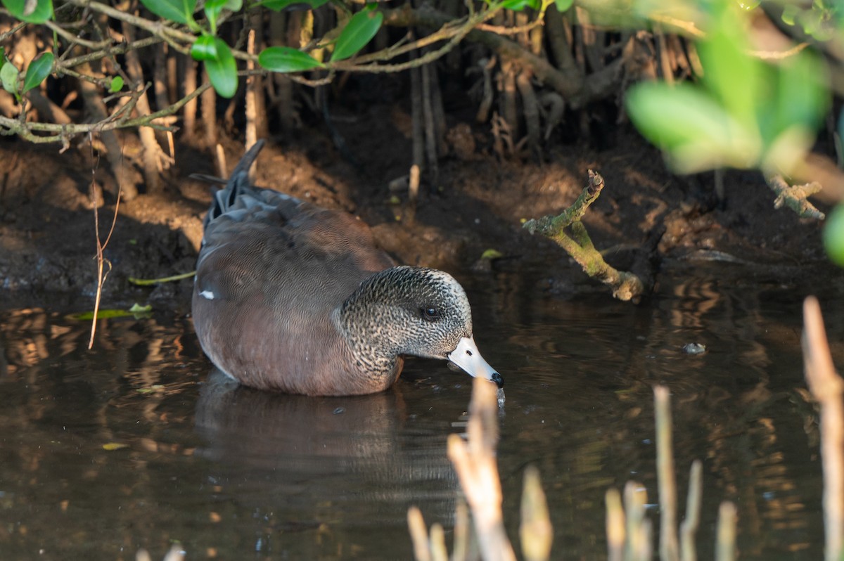 Silbón Americano - ML646878786