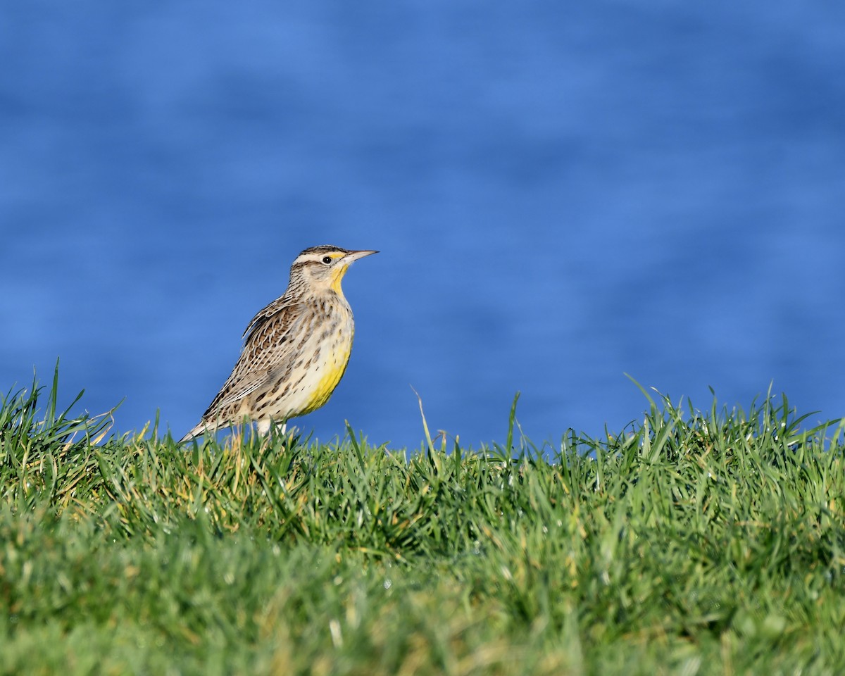 Western Meadowlark - ML646878791