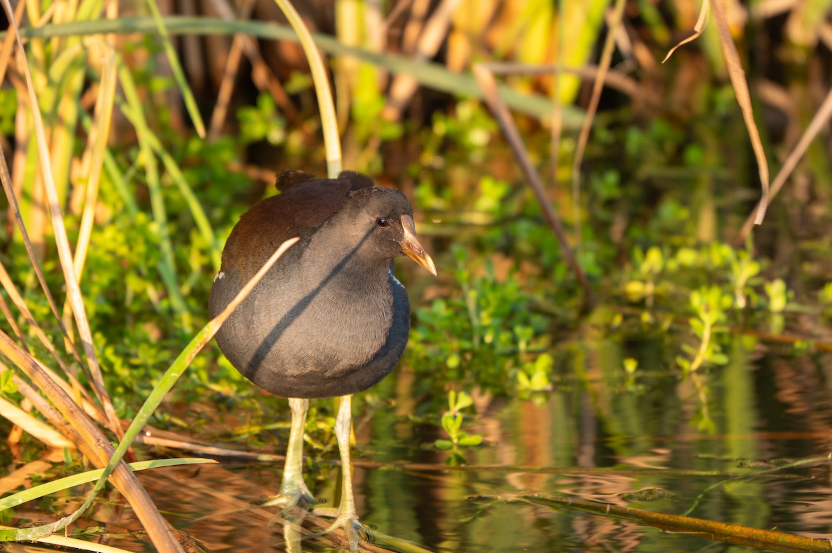 Gallineta Americana - ML646878792