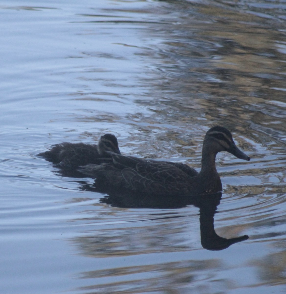 Augenbrauenente - ML646878793