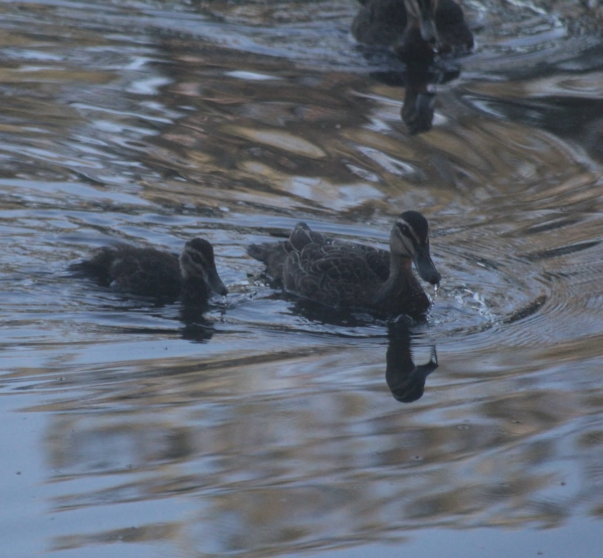 Augenbrauenente - ML646878794