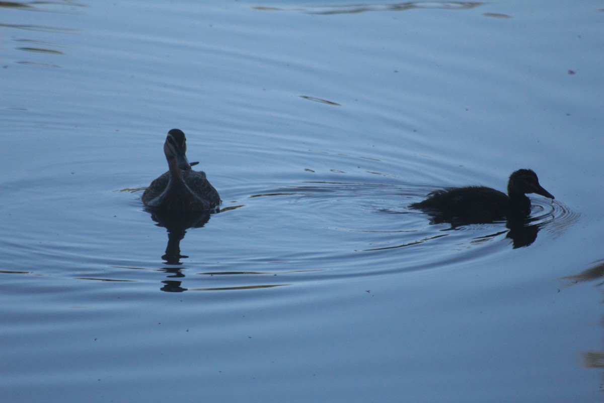 Augenbrauenente - ML646878795