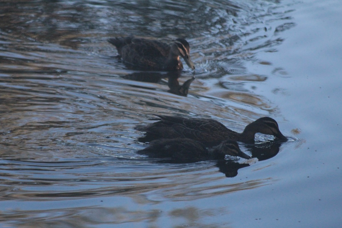 Augenbrauenente - ML646878796