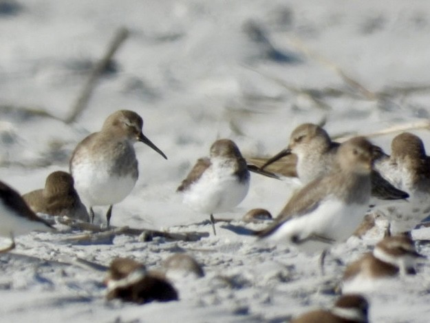 ハマシギ - ML646878797