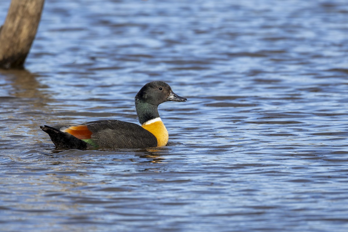 クビワアカツクシガモ - ML646878802