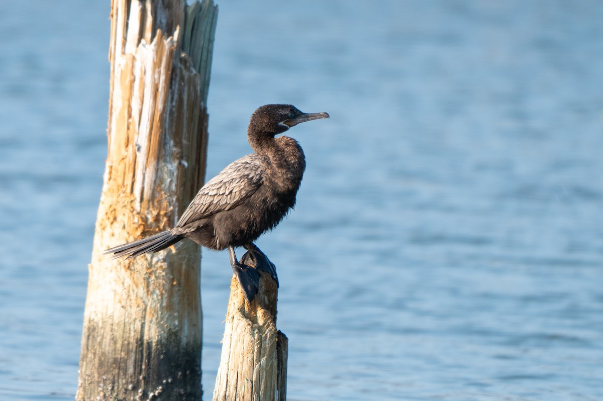 Cormorán Biguá - ML646878803