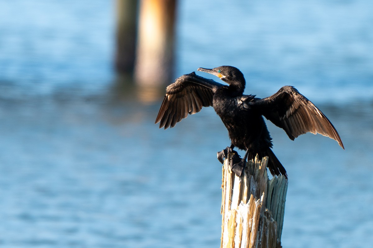 Cormorán Biguá - ML646878804