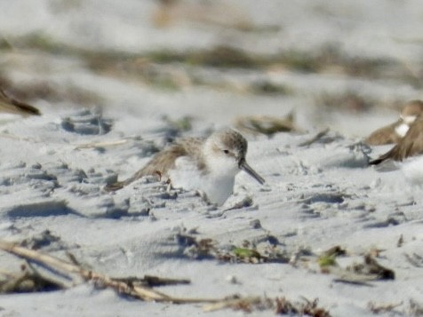 חופית מערבית - ML646878805