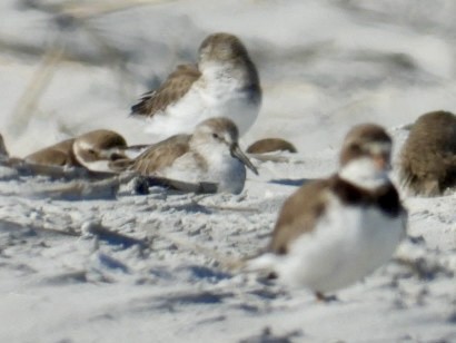 חופית מערבית - ML646878806