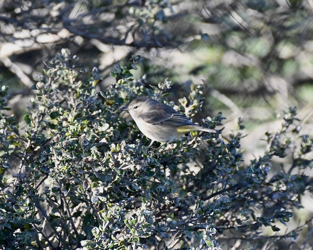 Palm Warbler - ML646878807