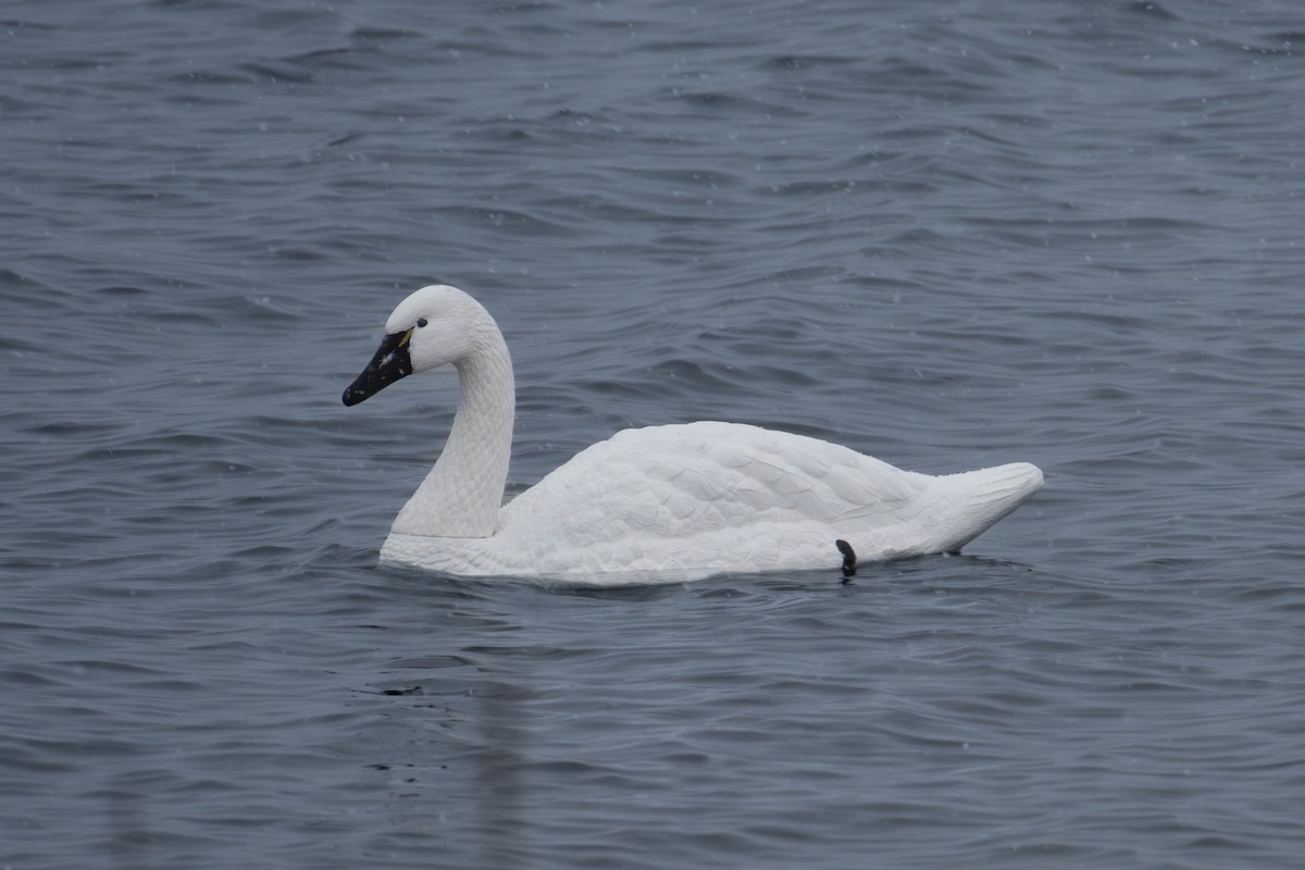 コハクチョウ - ML646878808