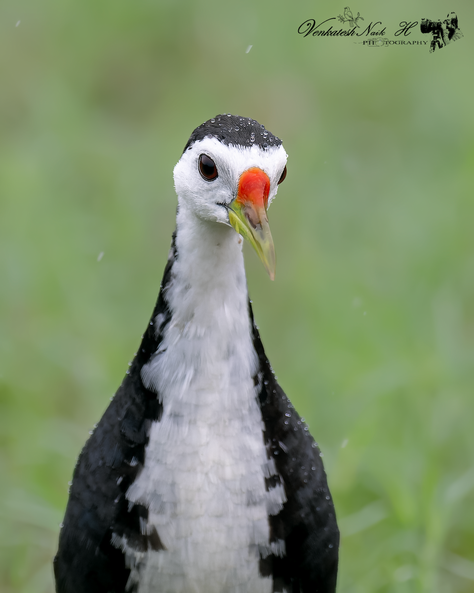 Ak Göğüslü Suyelvesi - ML646878809